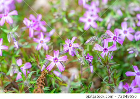 Moss phlox in Azumino picking dam [Nagano Prefecture] 72849656
