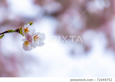 Sakura dripping water [Nagano Prefecture] 72849752