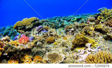 沖繩島Akajima的珊瑚礁水下的照片 72849879