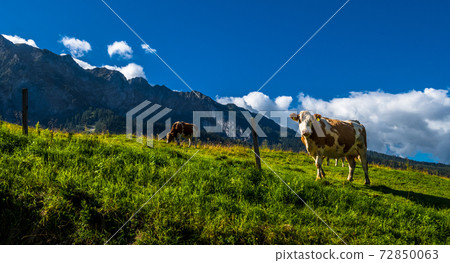 Cows On Alpine Pasture In The Alps Of Austria Cows On Alpine Pasture In The Alps Of Austria 72850063