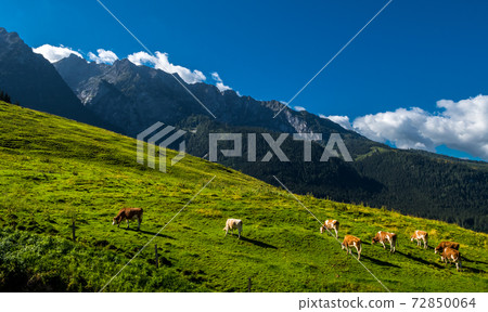 Cows On Alpine Pasture In The Alps Of Austria 72850064