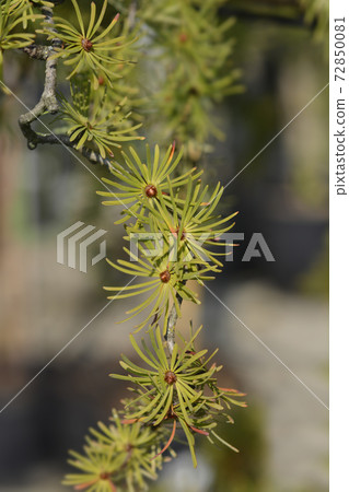 Larch Diana Larch Diana 72850081