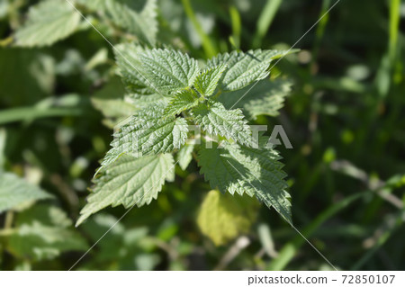 Common Nettle 72850107