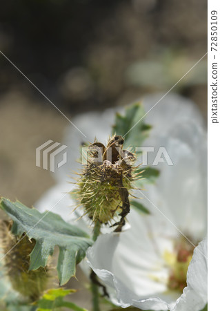 Prickly Poppy Prickly Poppy 72850109