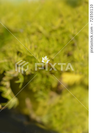 Scotch moss Aurea Scotch moss Aurea 72850110
