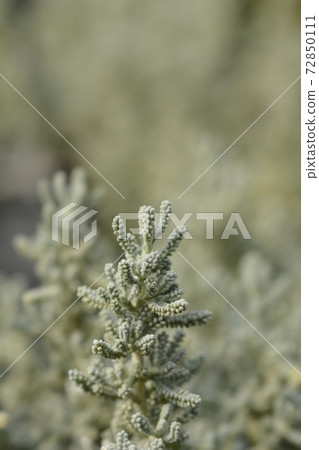Cypress lavender cotton Cypress lavender cotton 72850111