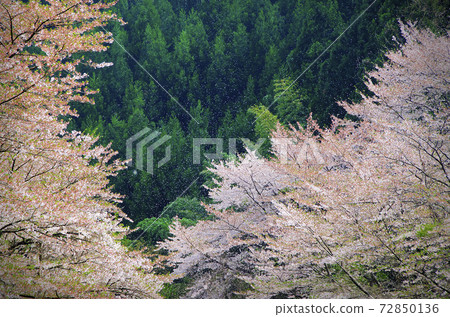 Beautiful Japanese cherry blossoms in full bloom 72850136