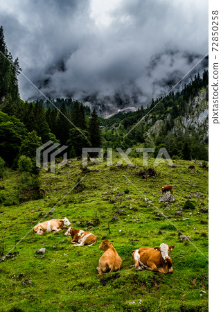 Herd Of Cows In National Park Gesaeuse In The Ennstaler Alps In Austria 72850258