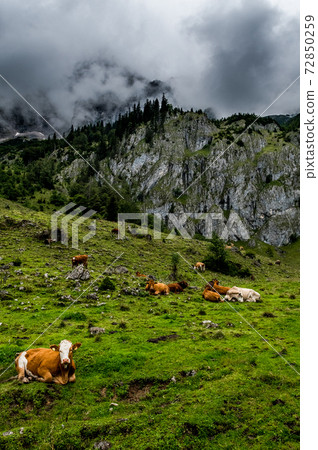 Herd Of Cows In National Park Gesaeuse In The Ennstaler Alps In Austria Herd Of Cows In National Park Gesaeuse In The Ennstaler Alps In Austria 72850259