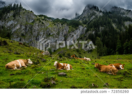 Herd Of Cows In National Park Gesaeuse In The Ennstaler Alps In Austria Herd Of Cows In National Park Gesaeuse In The Ennstaler Alps In Austria 72850260