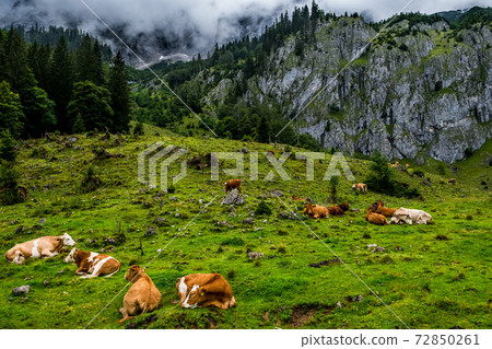 Herd Of Cows In National Park Gesaeuse In The Ennstaler Alps In Austria Herd Of Cows In National Park Gesaeuse In The Ennstaler Alps In Austria 72850261