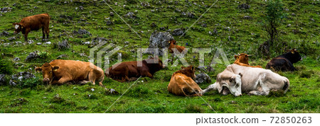 Herd Of Cows In National Park Gesaeuse In The Ennstaler Alps In Austria 72850263