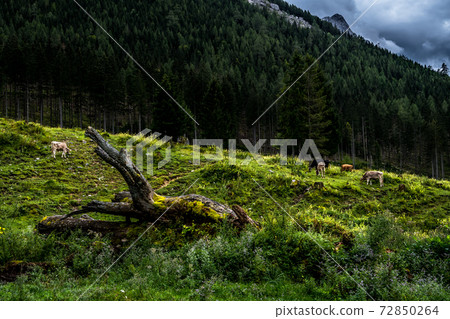 Herd Of Cows In National Park Gesaeuse In The Ennstaler Alps In Austria Herd Of Cows In National Park Gesaeuse In The Ennstaler Alps In Austria 72850264