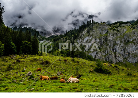 Herd Of Cows In National Park Gesaeuse In The Ennstaler Alps In Austria Herd Of Cows In National Park Gesaeuse In The Ennstaler Alps In Austria 72850265
