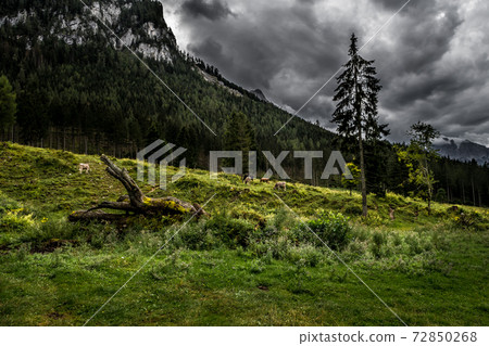 Herd Of Cows In National Park Gesaeuse In The Ennstaler Alps In Austria 72850268