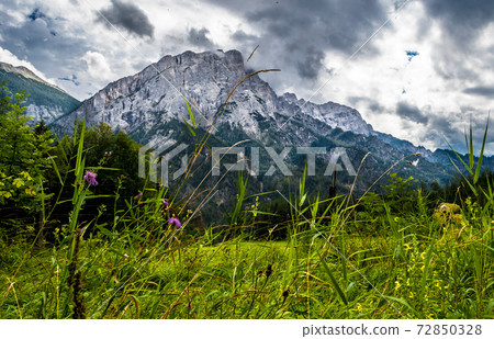 View From Flower Meadow To Mountain In National Park Gesaeuse In Ennstaler Alps In Austria View From Flower Meadow To Mountain In National Park Gesaeuse In Ennstaler Alps In Austria 72850328