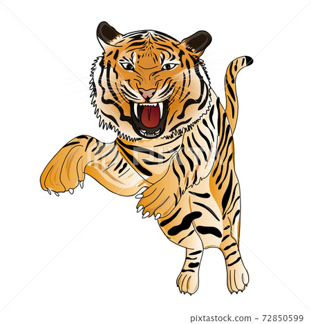 Tiger attack : jump + roar - Stock Illustration [72850599] - PIXTA