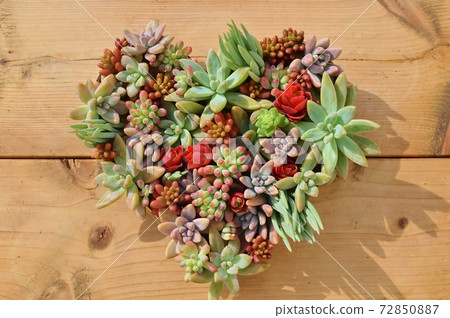 Hearts arranged with colorful succulents 72850887