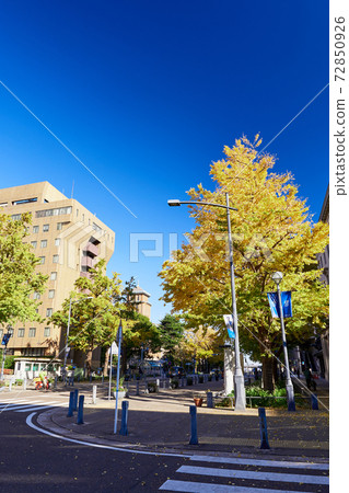 在秋葉季節的橫濱和日本主要街道上的一排銀杏樹 在秋葉季節的橫濱和日本主要街道上的一排銀杏樹 72850926