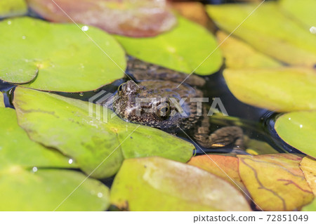 Bamboo shoot's frog (Frog frog) 72851049