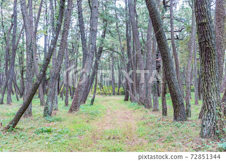 佐賀縣Niji no Matsubara國家指定的特殊風景區日本三大松原 72851344