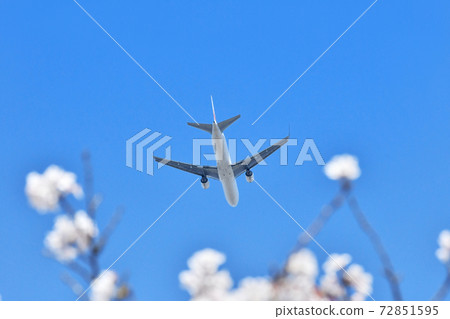 Sakura and passenger plane Sakura and passenger plane 72851595