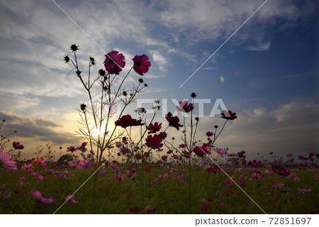 Cosmos 72851697