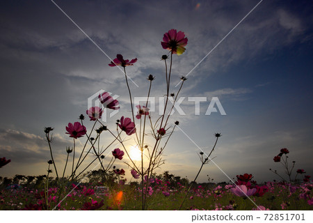 Cosmos 72851701