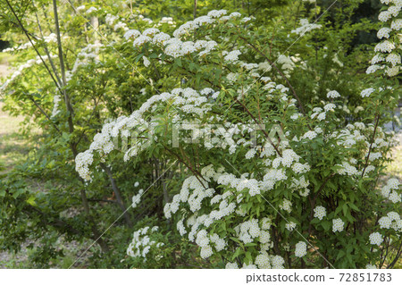 Kodemari花開在延長的樹枝上 Kodemari花開在延長的樹枝上 72851783