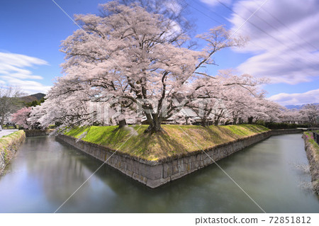 Cherry Blossoms	 72851812