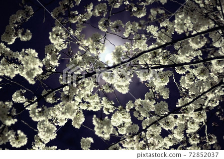 Cherry blossoms at night 72852037