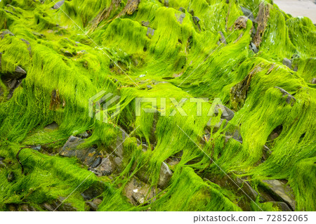 Green algae on a rock Green algae on a rock 72852065