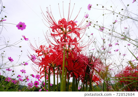 Higanki flower and fall cherry tree Higanki flower and fall cherry tree 72852684