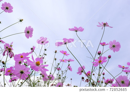 Cosmos Cosmos 72852685