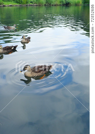 Duck duck Duck duck 72852686