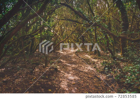 forest in Anaga rural park, Tenerife forest in Anaga rural park, Tenerife 72853585