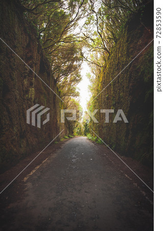 Mirador Pico del Ingles path in Anaga rural park Mirador Pico del Ingles path in Anaga rural park 72853590