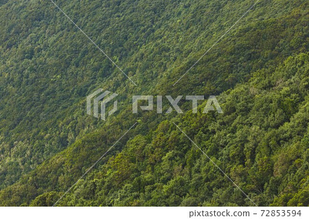 dense green foliage background in Anaga rural park 72853594