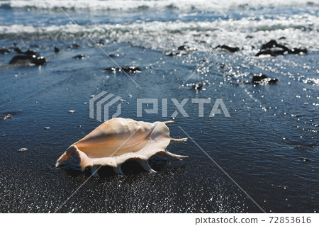 big seashell spider conch (lambis truncata) on black sand shore big seashell spider conch (lambis truncata) on black sand shore 72853616