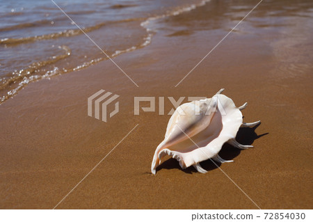 big seashell spider conch (lambis truncata) on the beach big seashell spider conch (lambis truncata) on the beach 72854030
