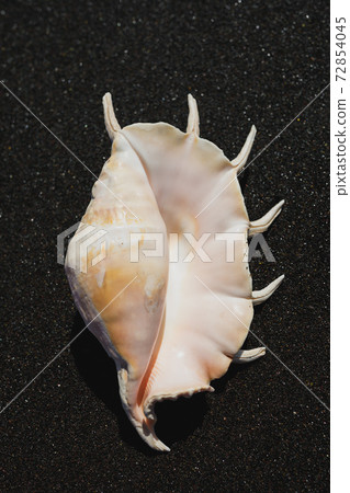 big seashell spider conch (lambis truncata) on black sand coast 72854045
