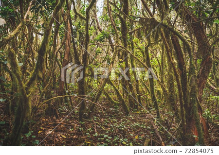 forest in Anaga rural park, Tenerife forest in Anaga rural park, Tenerife 72854075