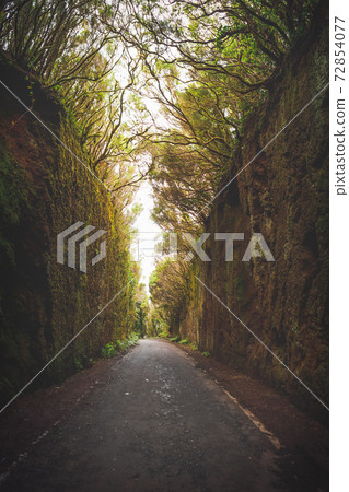 Mirador Pico del Ingles path in Anaga rural park 72854077