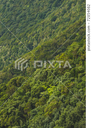 dense green foliage background in Anaga rural park 72854082