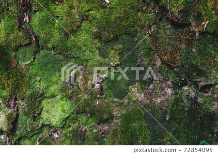natural green moss wall background 72854095