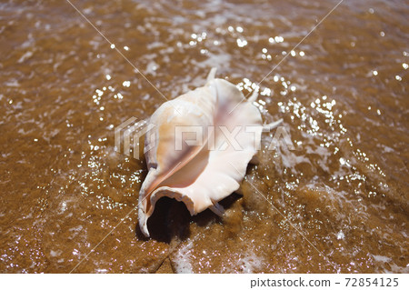 big seashell spider conch (lambis truncata) on the beach 72854125