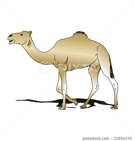 Dromedary Arabic camel and its shadow on sand of Sahara desert  72854278
