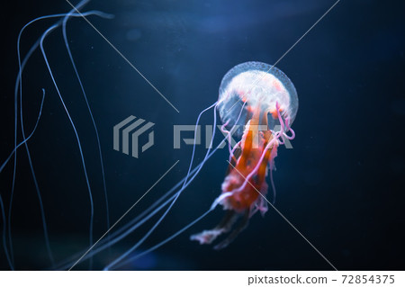 pelagia noctiluca jellyfish underwater pelagia noctiluca jellyfish underwater 72854375