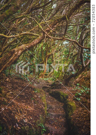 forest in Anaga rural park, Tenerife 72854383