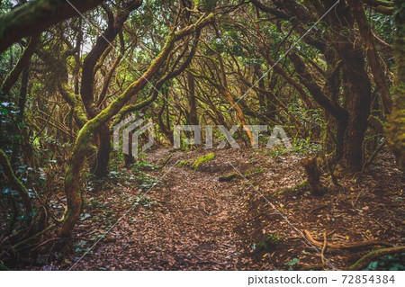 forest in Anaga rural park, Tenerife forest in Anaga rural park, Tenerife 72854384